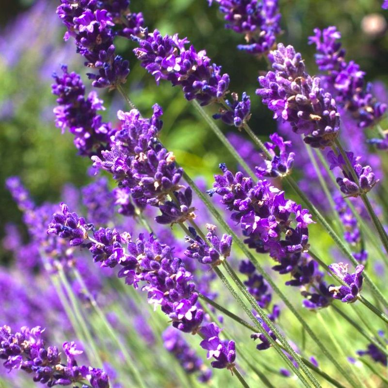 Lavandula 'Thumbelina Leigh'