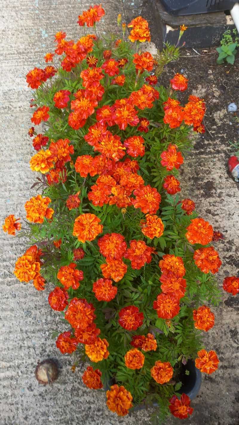 Marigolds