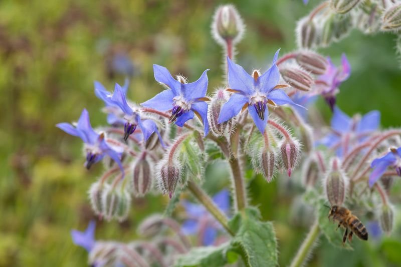 Borage