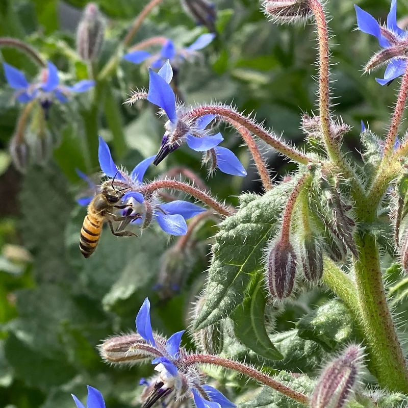 Borage