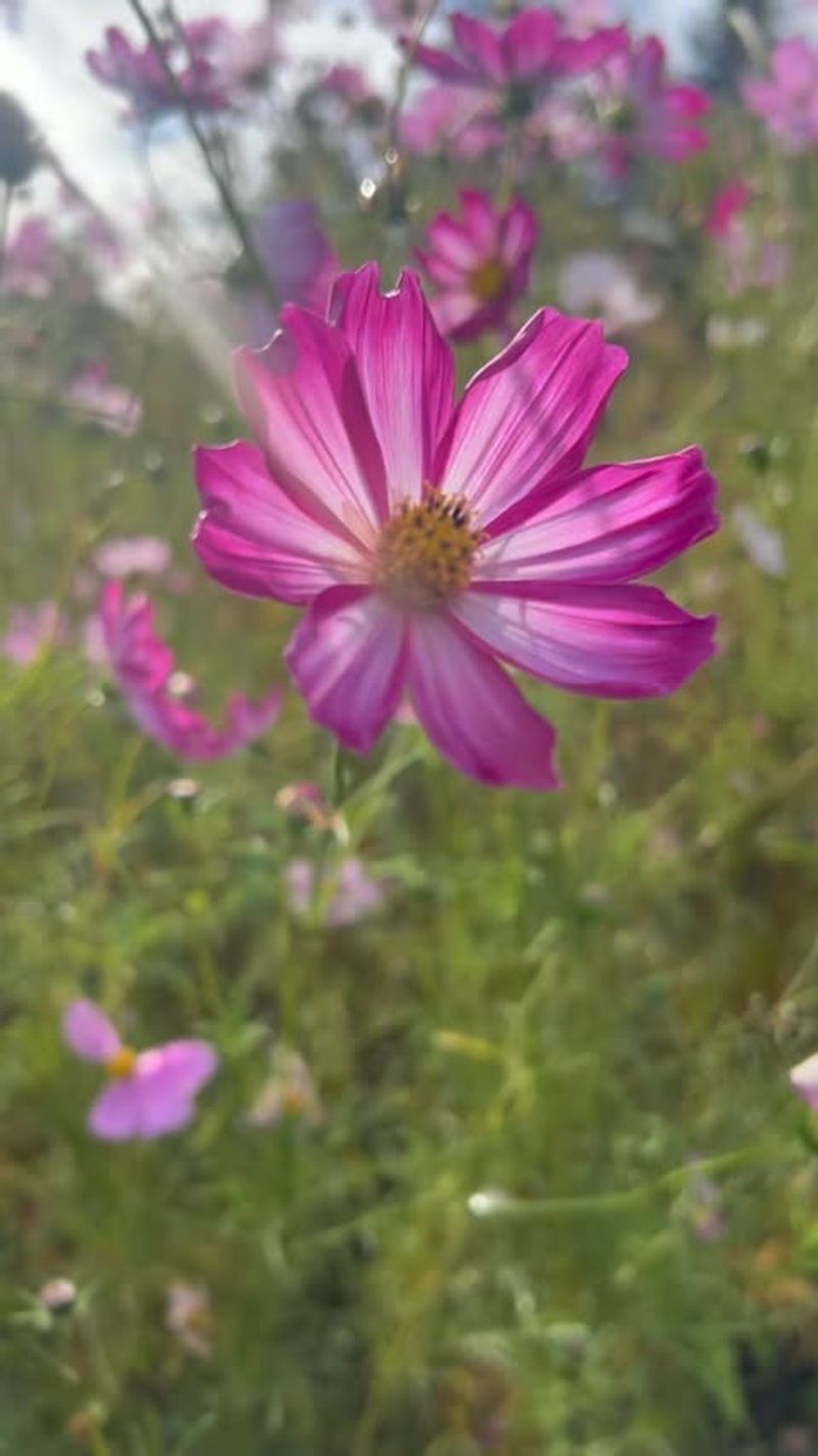 Cosmos