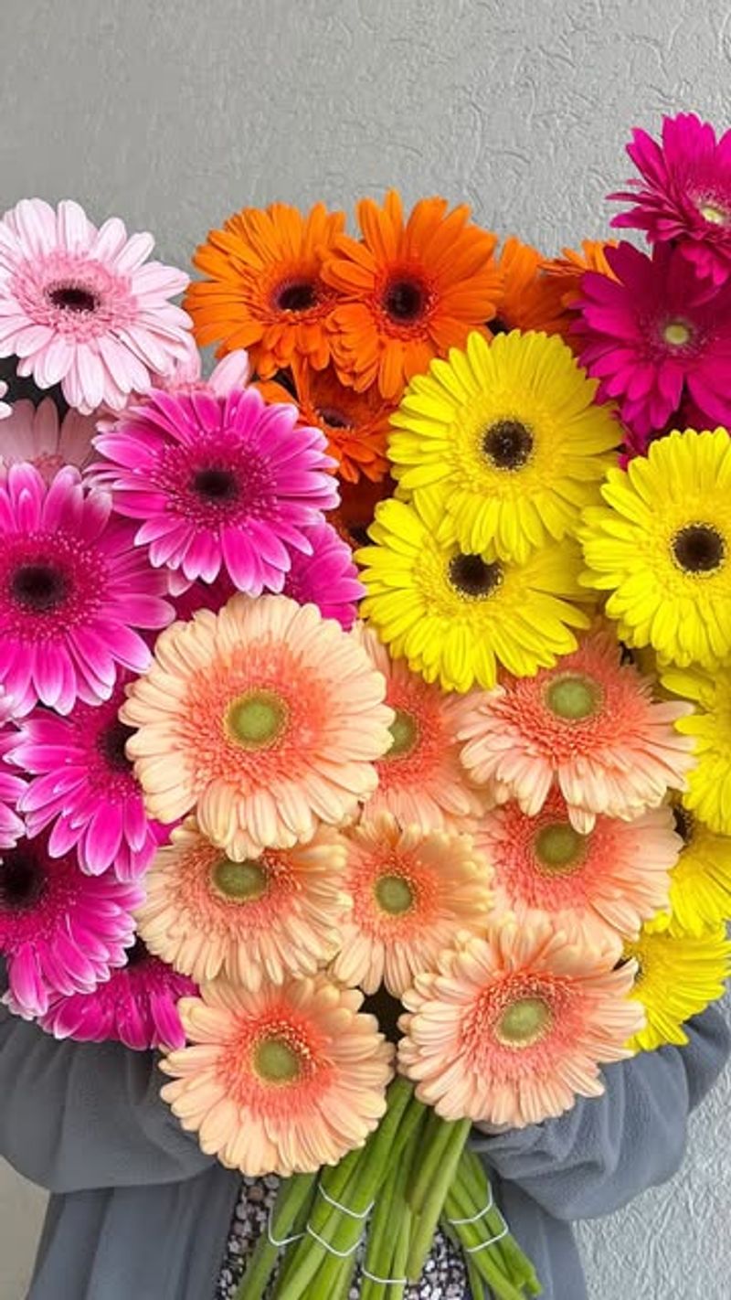 Gerbera Daisies
