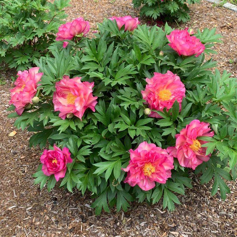 Peonies