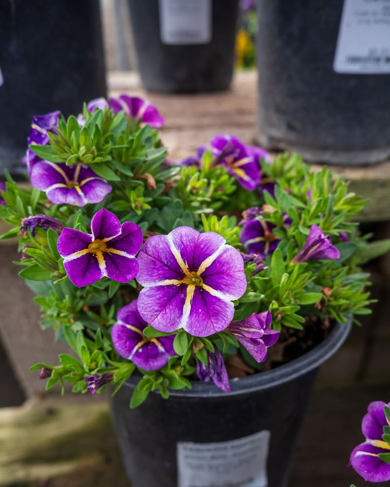 Calibrachoa