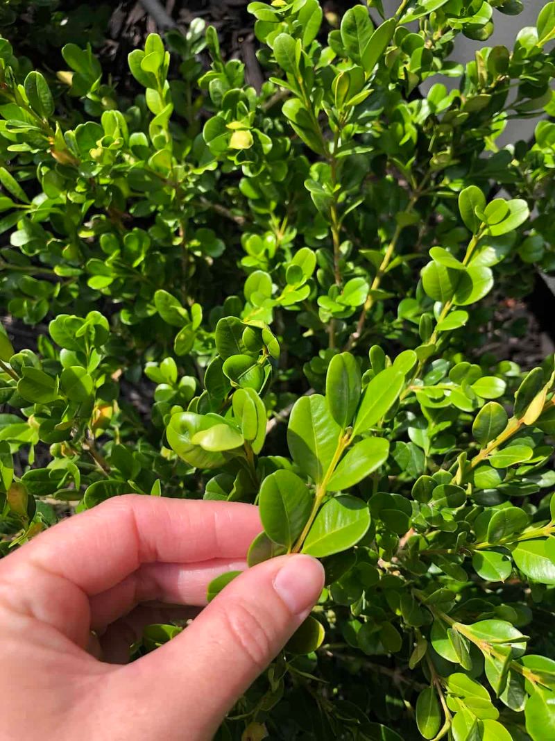 Boxwood