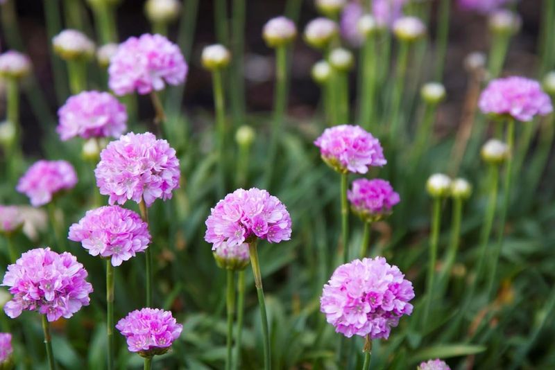 Sea Thrift