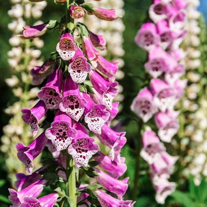 Foxglove