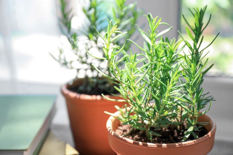 Rosemary