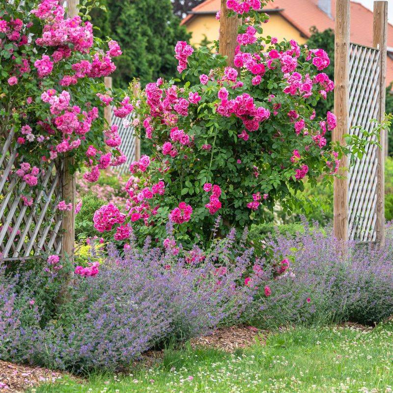 Nepeta (Catmint): Purple Haze