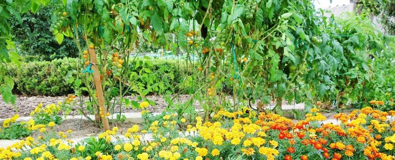Geraniums: Bright Barriers Against Pests