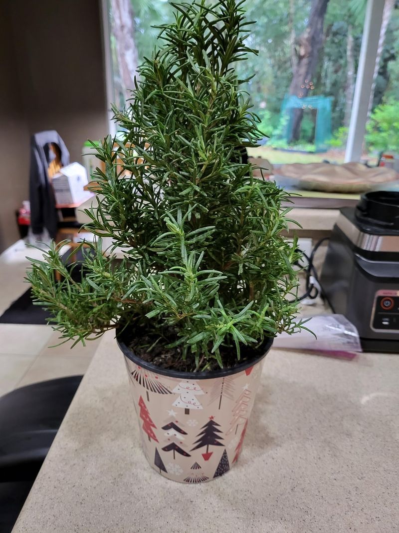 Rosemary: Culinary Herb With Protective Powers