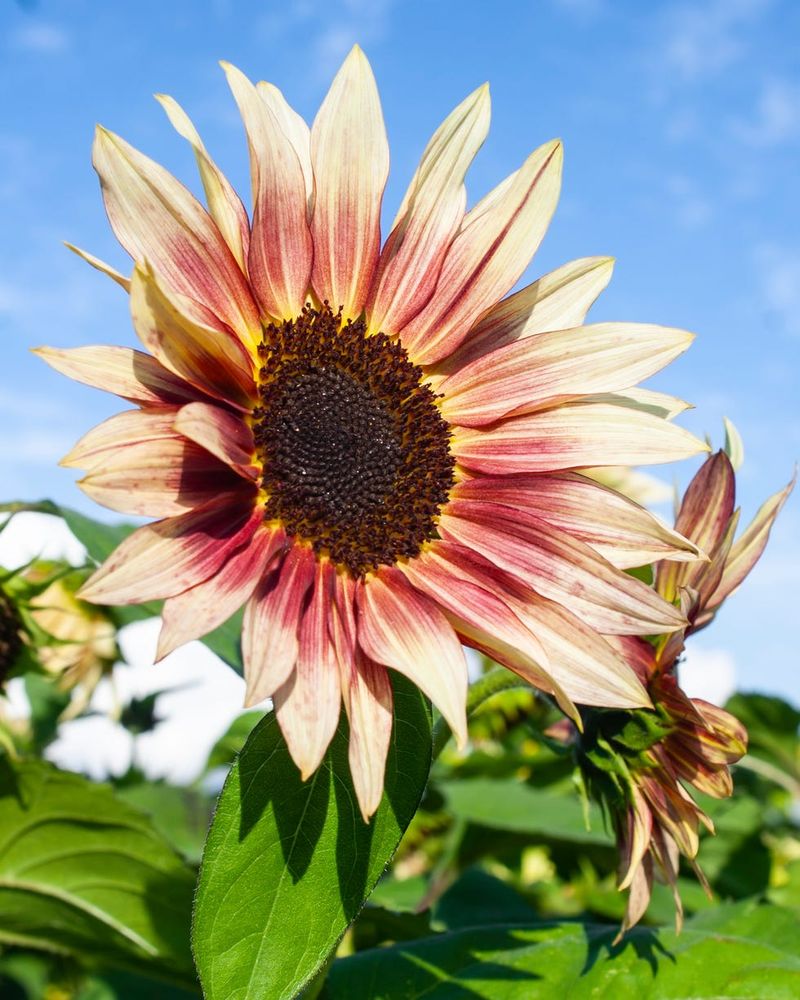 Modern Hybrid Sunflowers