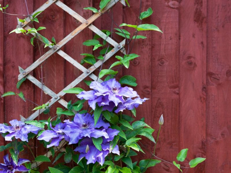 Clematis - Climbing Beauty with Special Rules