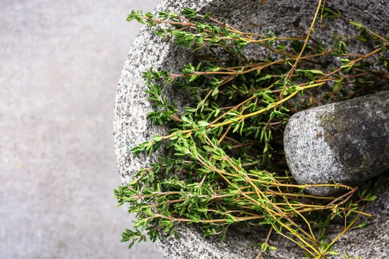 Thyme: Ancient Memory Preserver