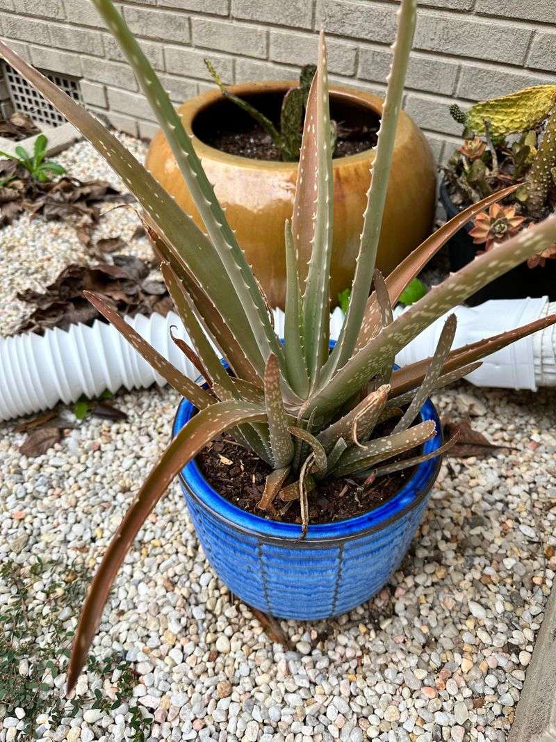 Aloe Vera - The Succulent Defender