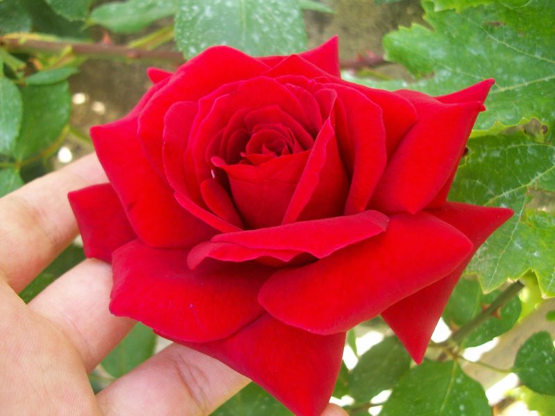 Rose: Love's Messenger