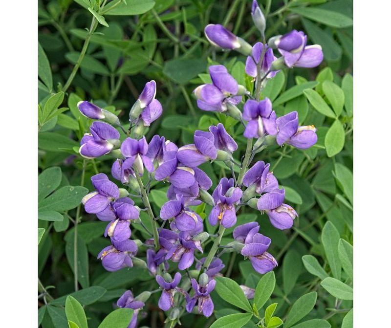 Baptisia: Trouble-Free Native Option