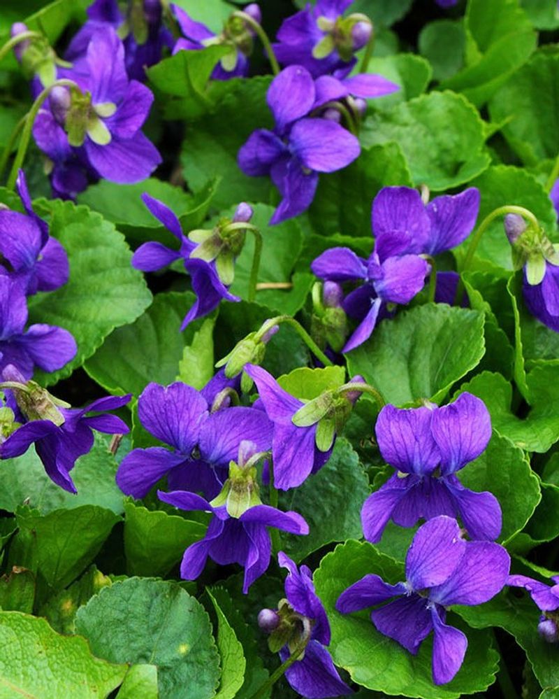 Violets: Sweet Spring Treasures