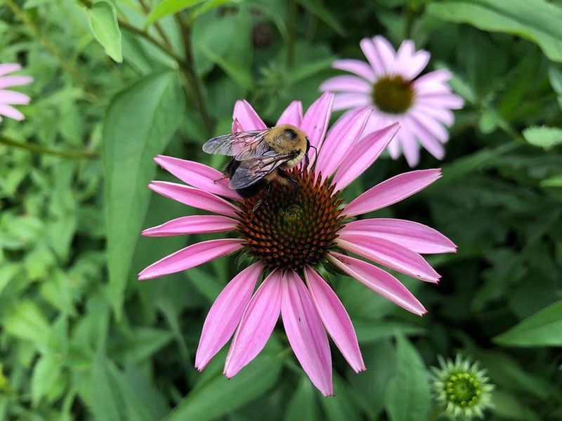 Coneflower: The Wildlife-Friendly Substitute