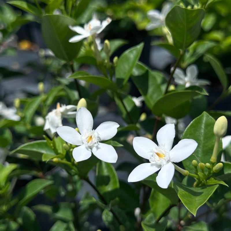 Jasmine Stimulates Defense Mechanisms