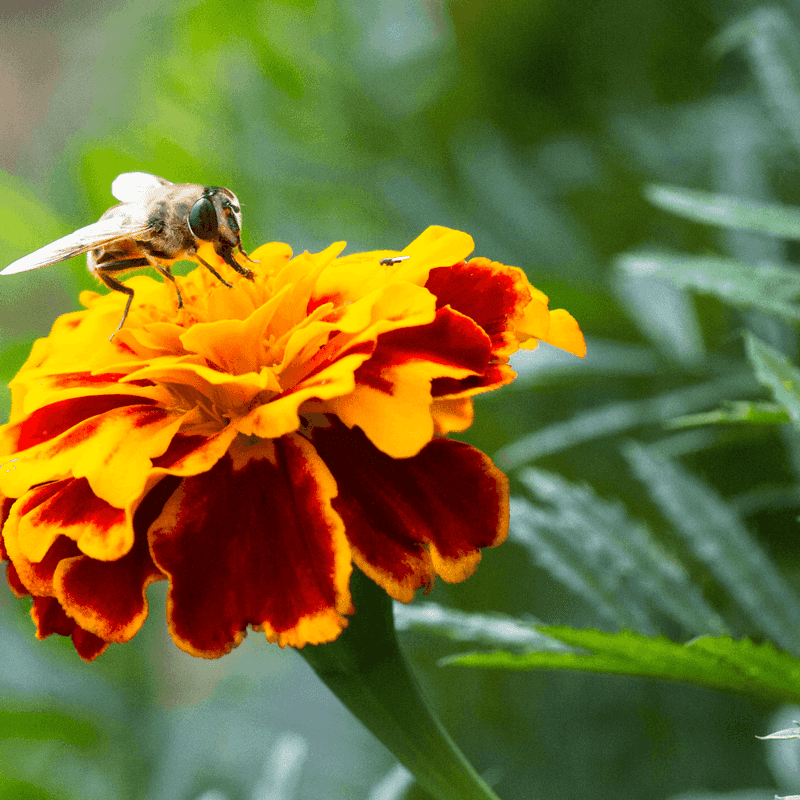Marigolds