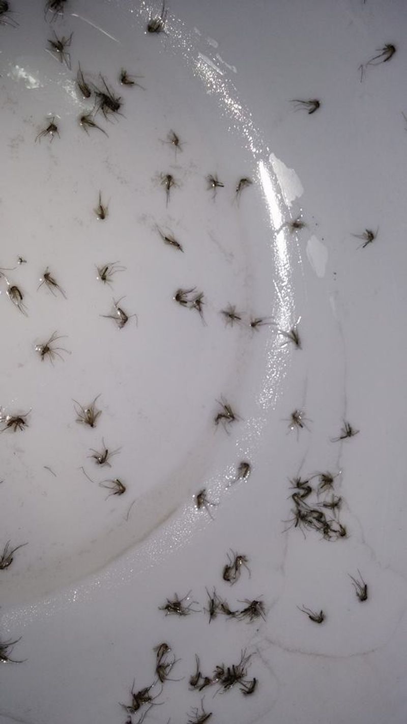 Mosquito Breeding Prevention