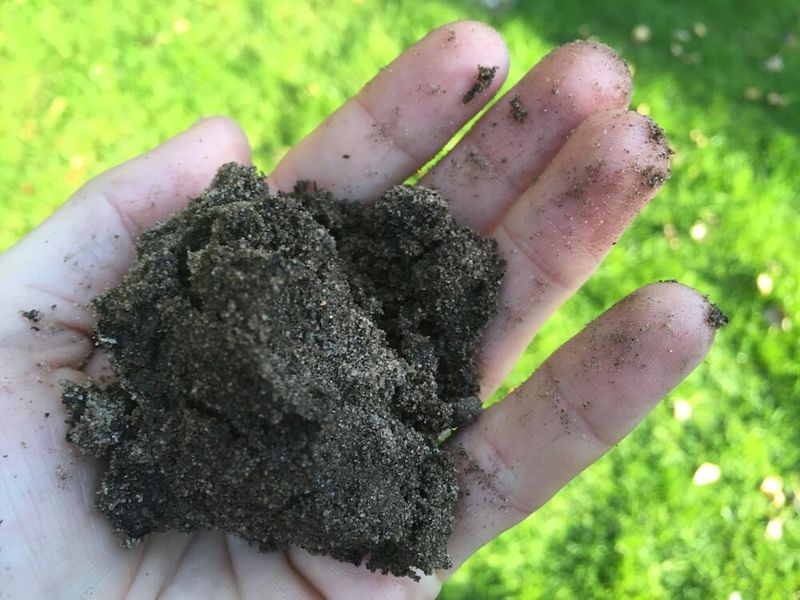 Highly Alkaline Soil