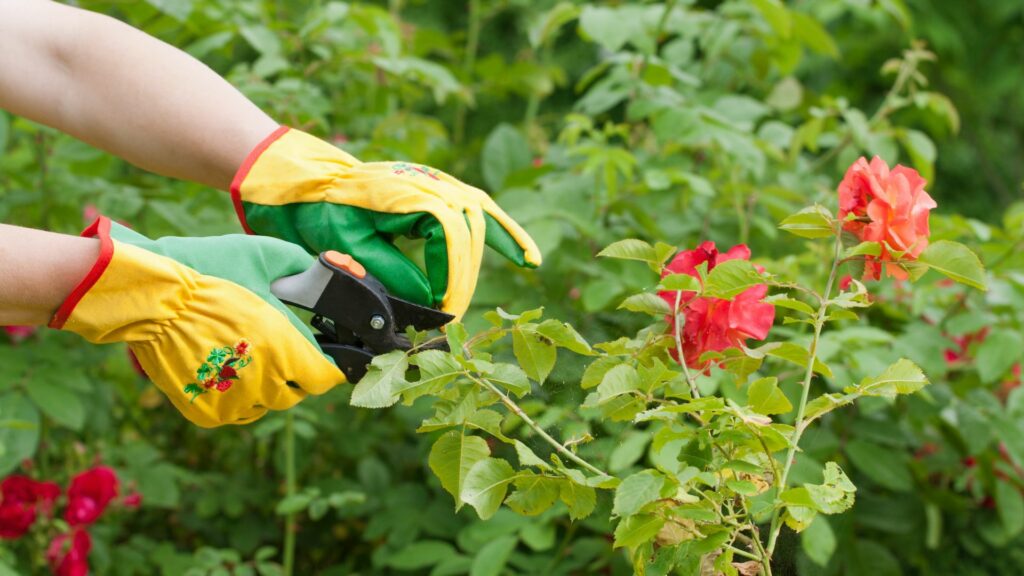 pruning roses