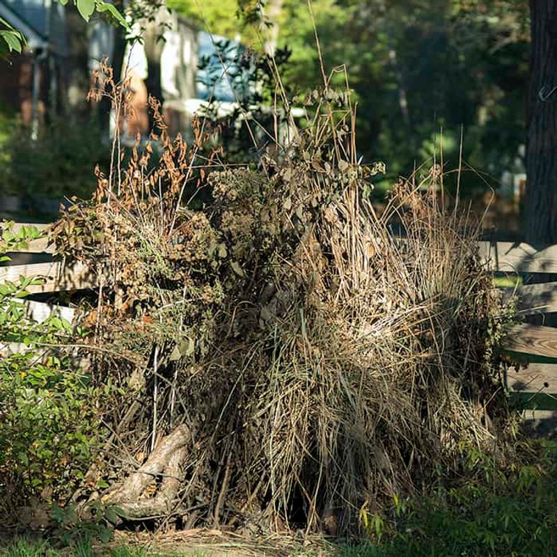 Brush Piles From Yard Trimmings