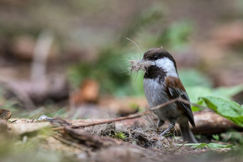 Nesting Materials