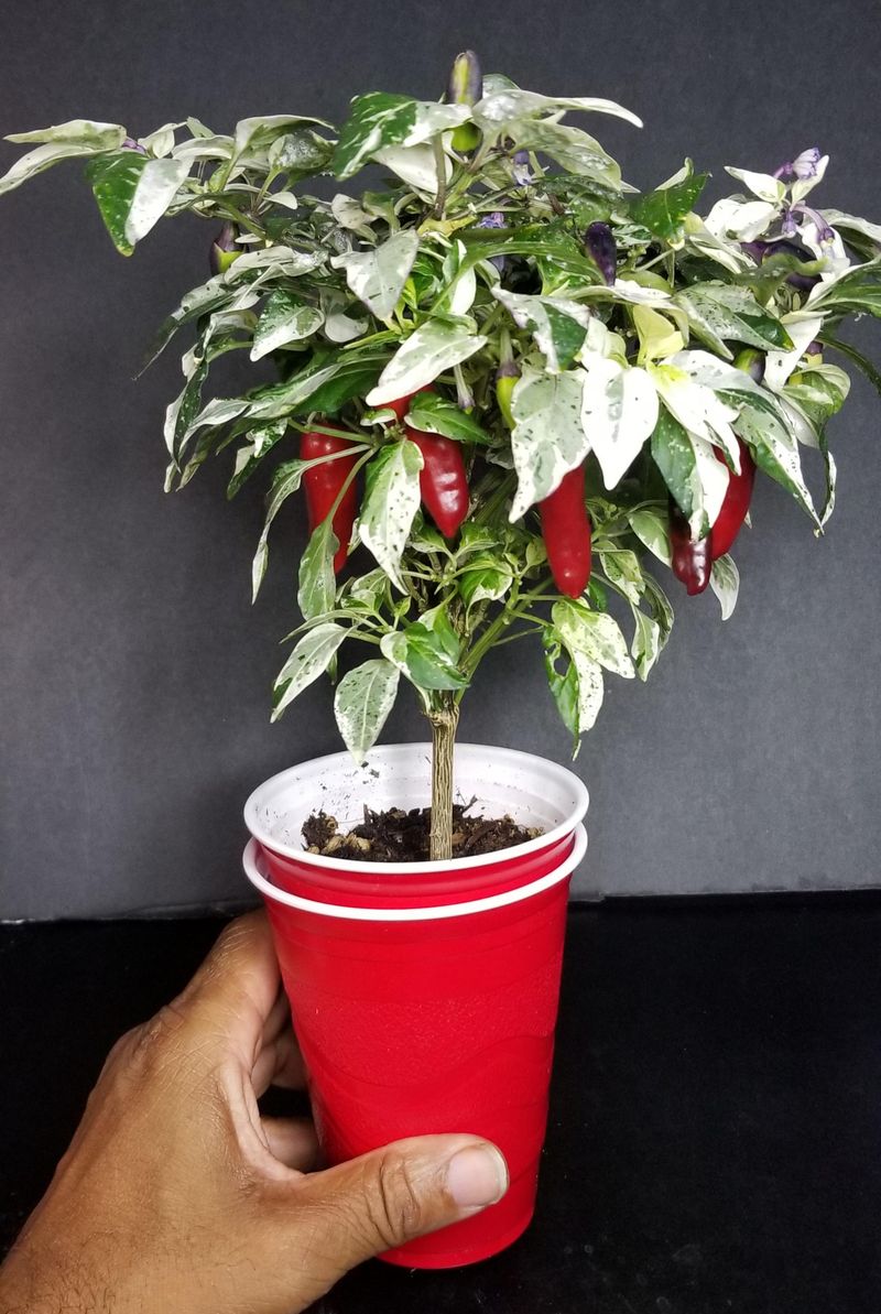 Fish Peppers
