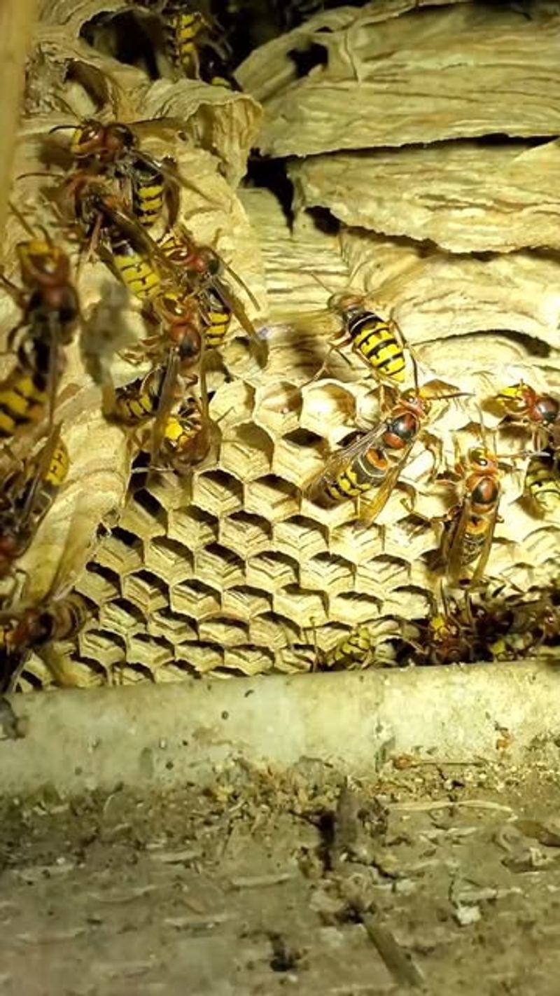 Swarming Hornets and Wasps