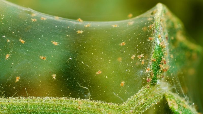 Leaves with Tiny Webs Indicating Spider Mites