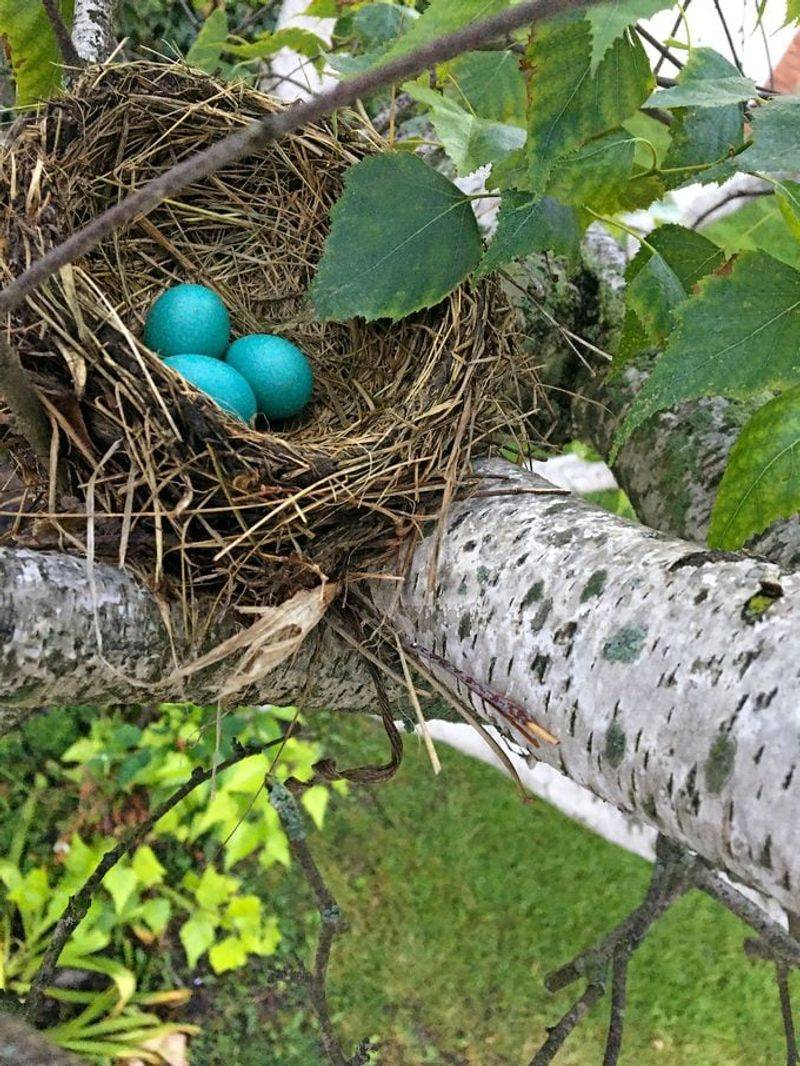 Mud Puddle Access For Nest Builders