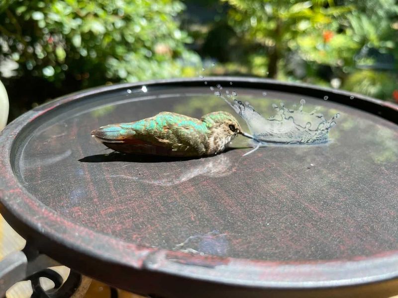 Heated Winter Birdbaths
