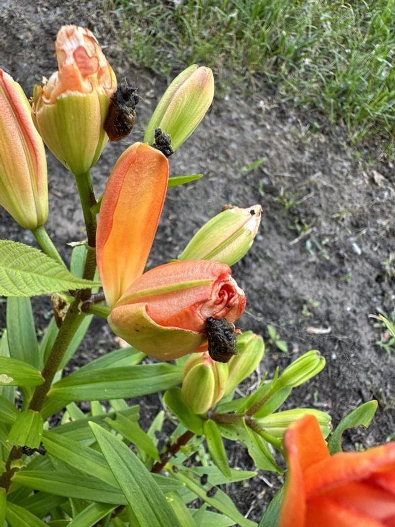 Disappearing Buds