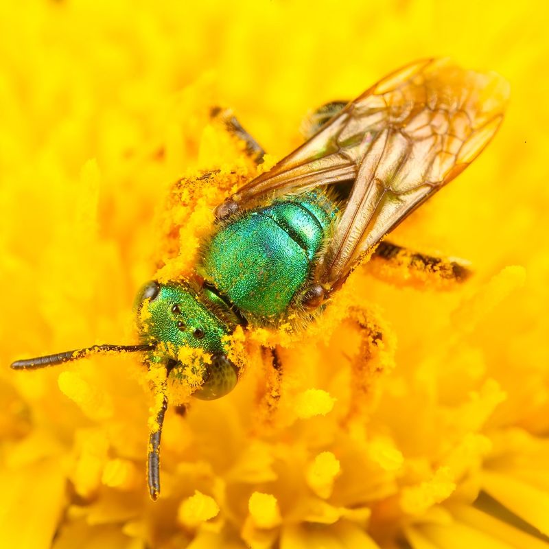 Sweat Bees