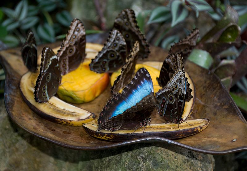Offer Overripe Fruit