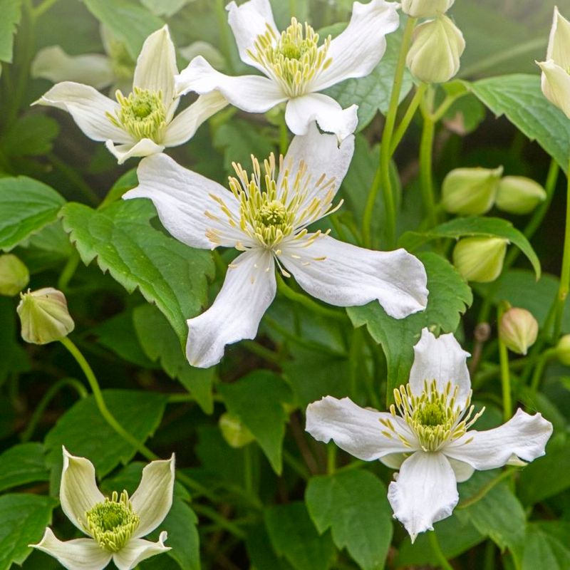 Deadheading Boosts Plant Health