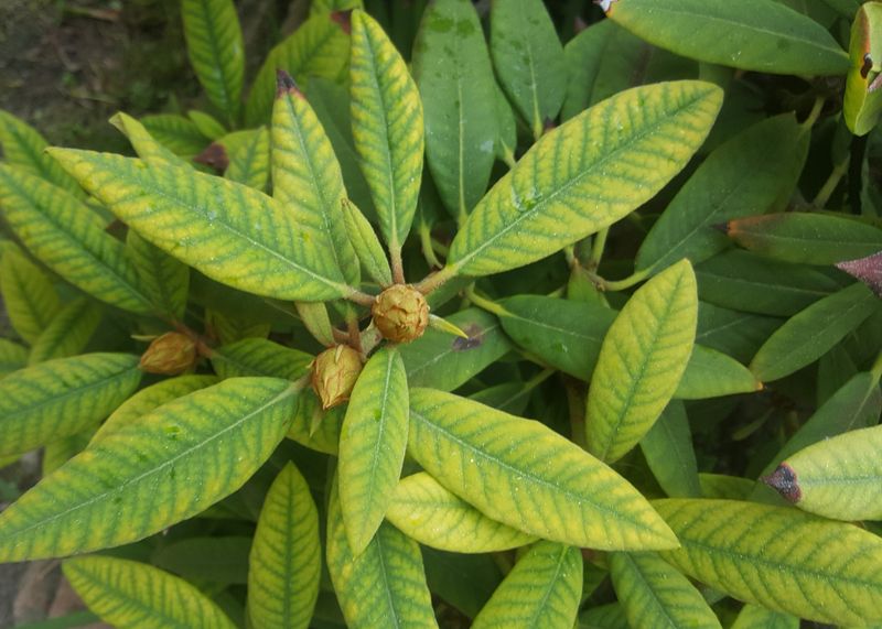 Yellowing Veins Suggesting Iron Deficiency