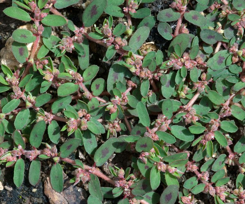 Composting Pulled Spurge Plants