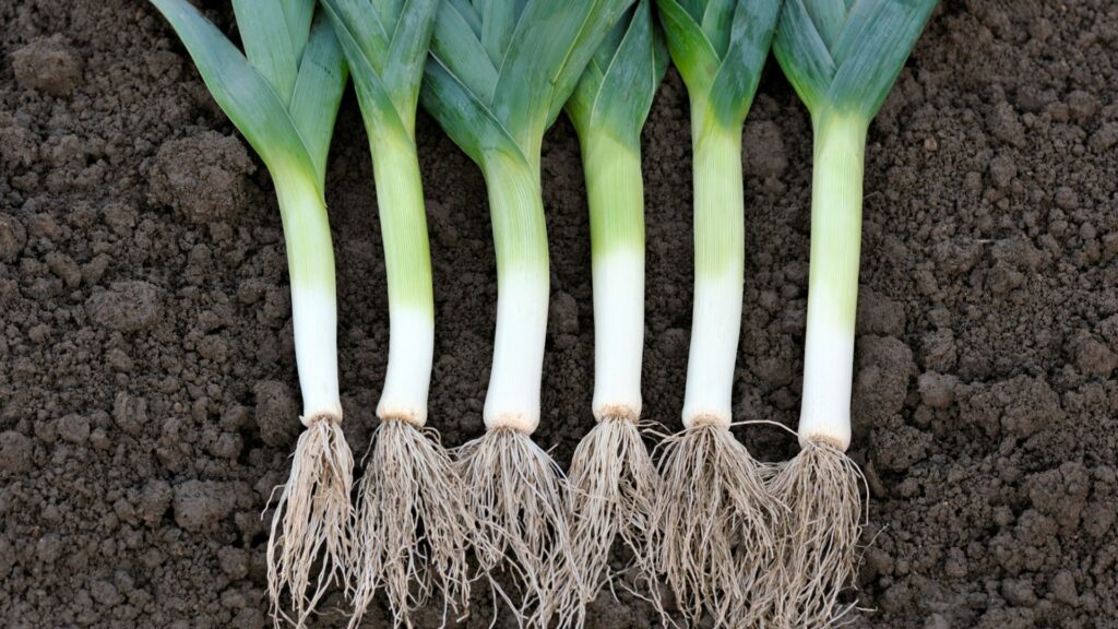 Leeks