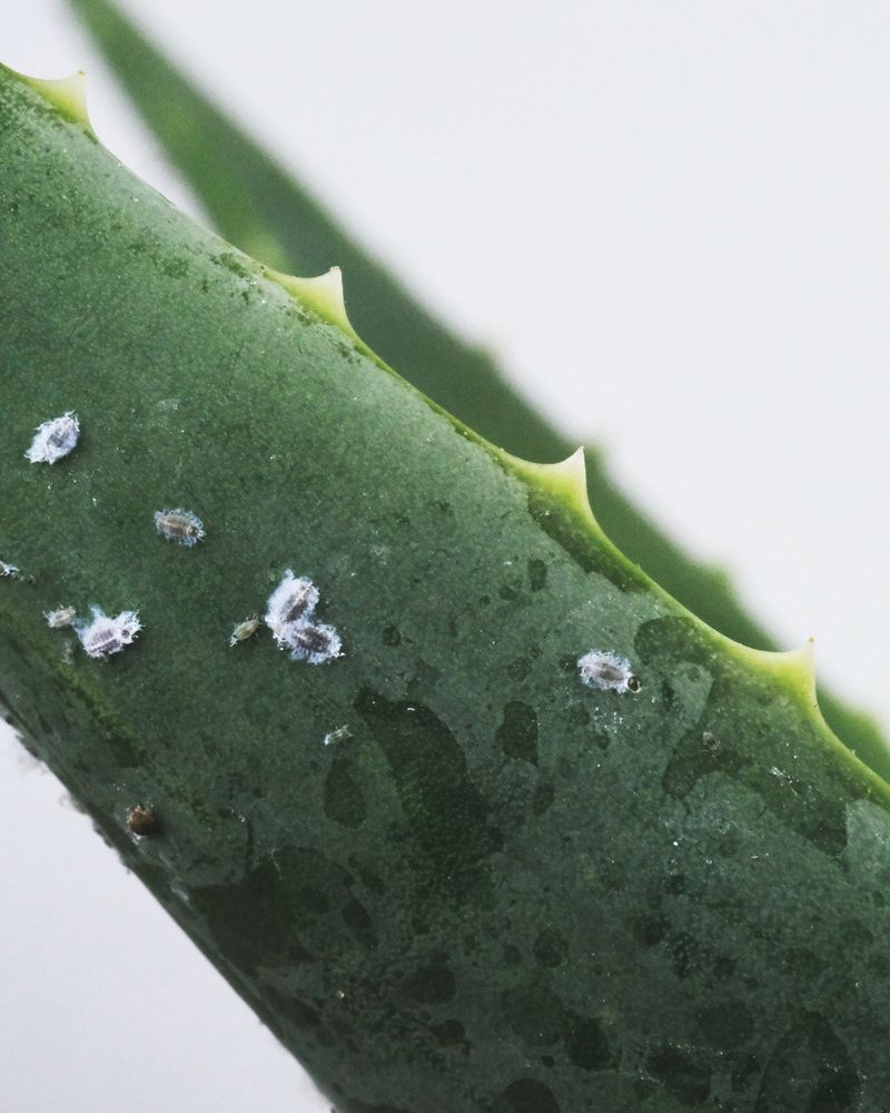 Sticky Leaves Revealing Pest Infestations