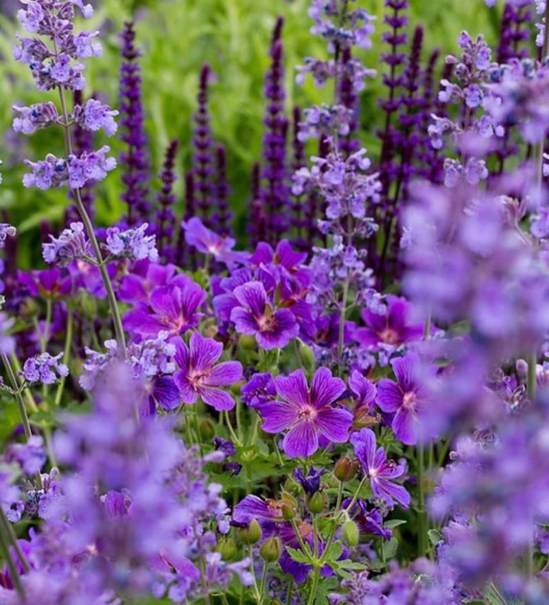 Patina Purple