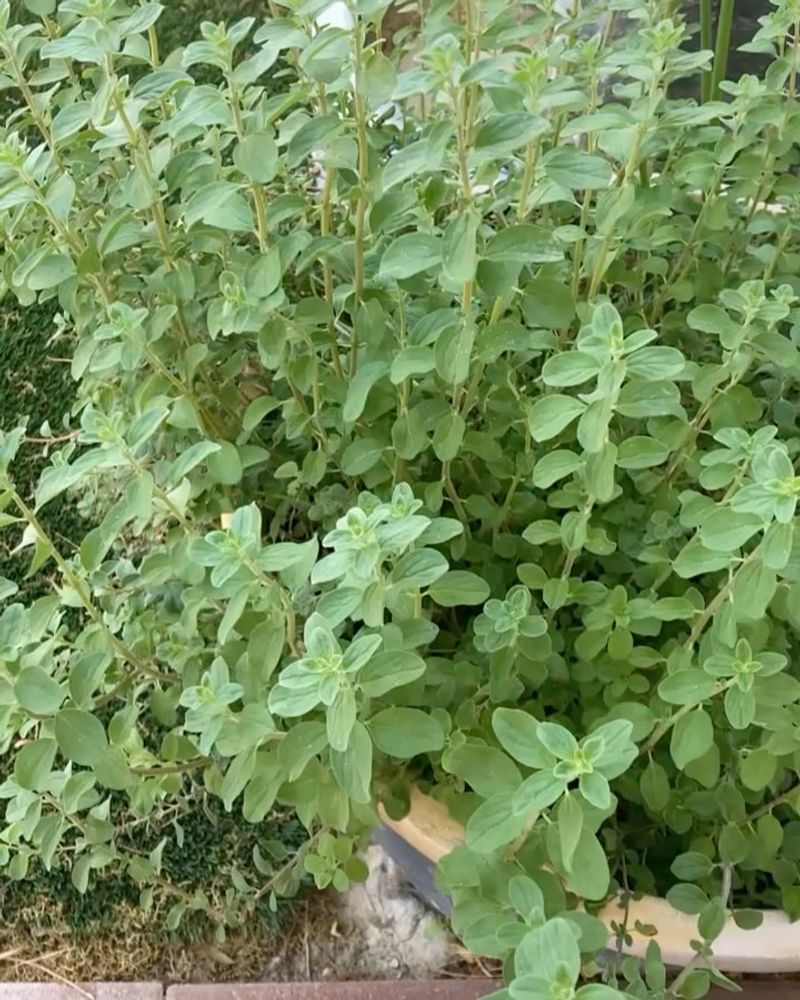 Marjoram