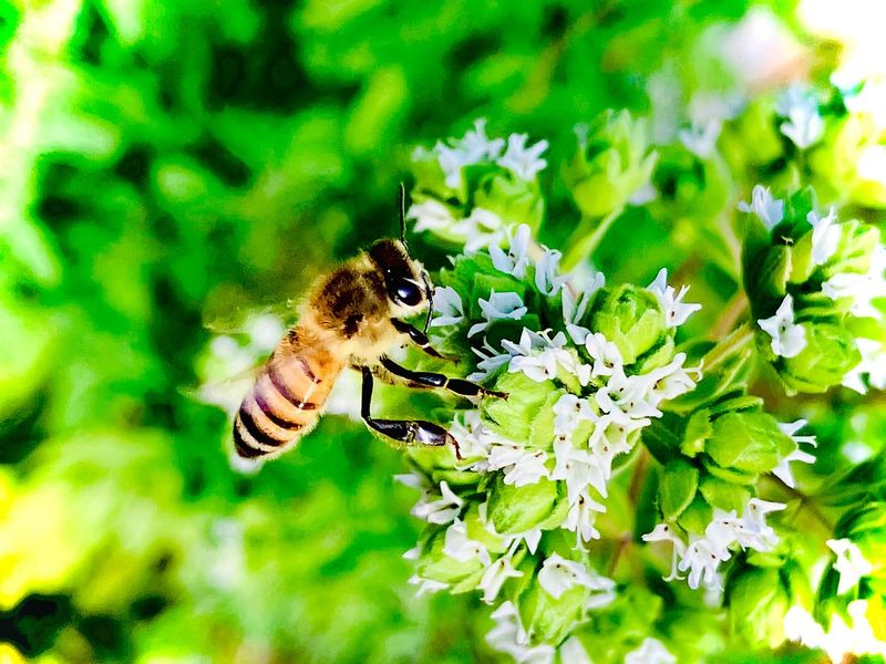 Oregano
