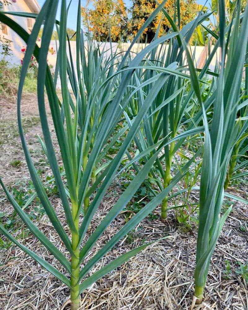 Garlic
