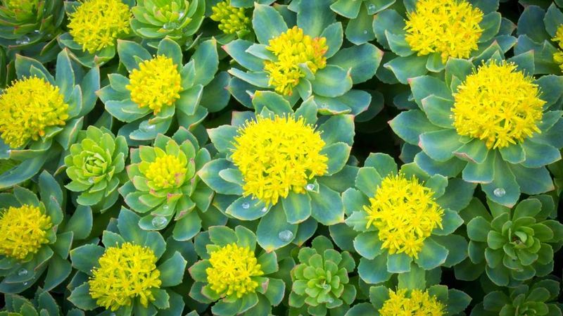 Rhodiola Rosea: Arctic Brain Booster