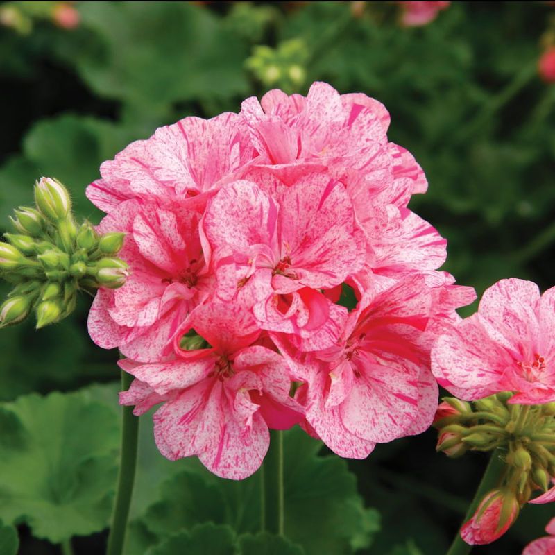 Geraniums: Colorful Flowers With Protective Scents