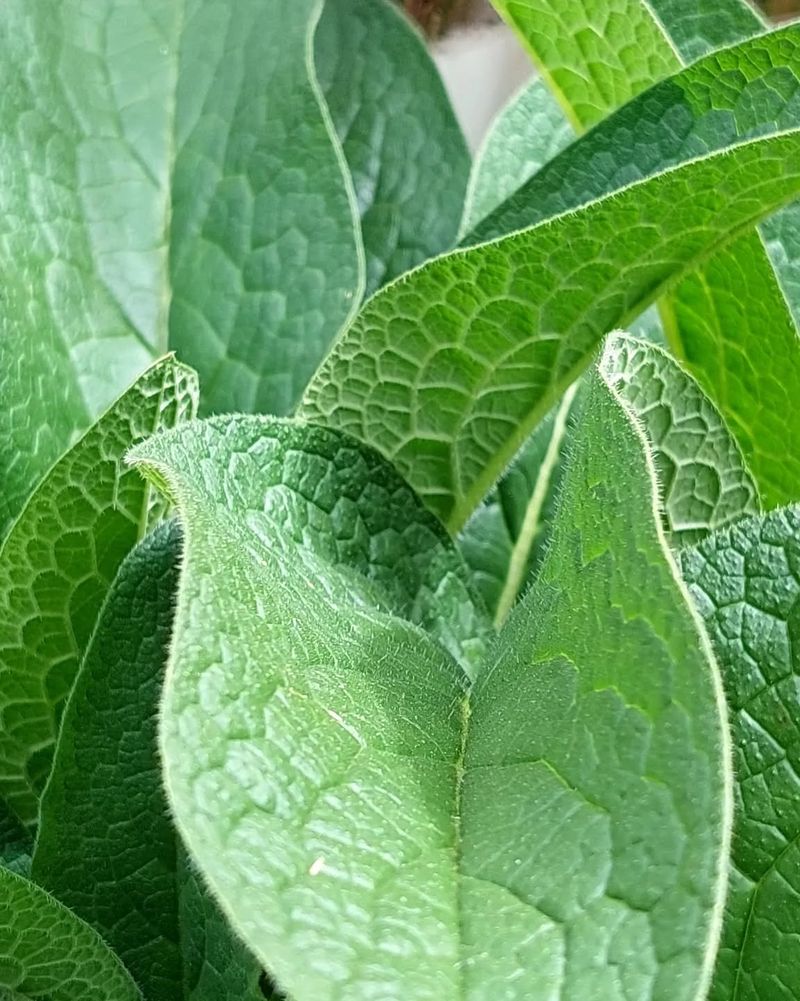 Comfrey: The Nutrient Accumulator